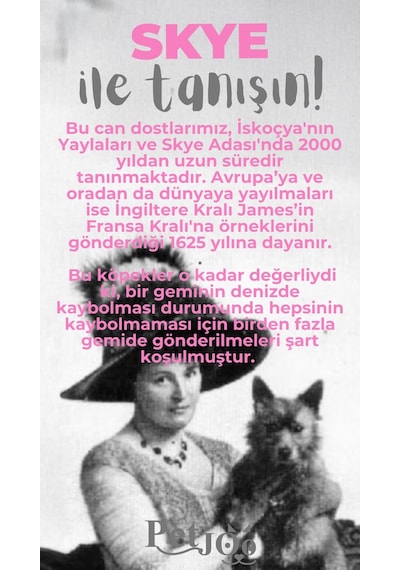 Petjoo 6.Skye Gri-Pembe Qr'lı Köpek Künyesi