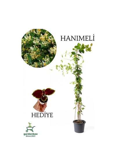 Hanımeli Çiçeği Kokulu 60-70cm 1 Adet Saksılı+yaprak Güzeli Çiçeği