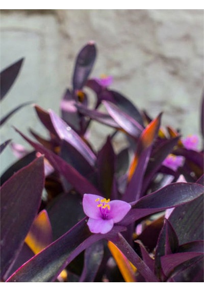 Videolu Mor Telgraf Çiçeği 10 30 Cm 1 Adet Saksılı Iç Mekan Bitkisi Tradescantia