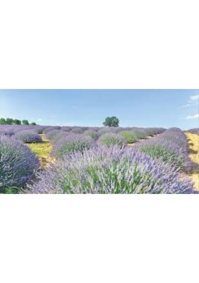 Saksılı Lavanta Fidanı 1 Adet 30-40 Cm Lavandula Intermedia