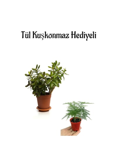 Hediyelik Parlak Yapraklı Şans Para Ağacı Fidanı Tül Kuşkonmaz Hediyeli