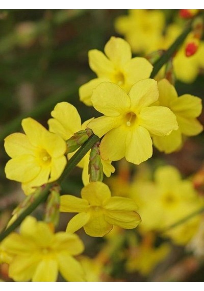 Jasminum Nudiflorum Çalı Yasemin Sarı Yasemin Fidanı 80-120 Cm