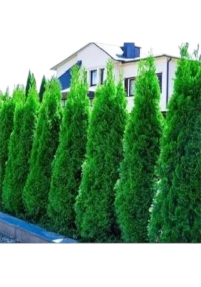 Smaragd Batı Mazısı Fidanı Thuja Occidentalis Smaragd Çam Ağacı 30-40 Cm Diğer