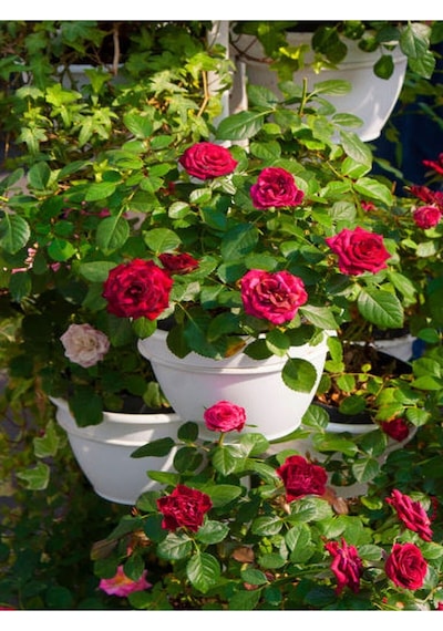 Yediveren Kokulu Kırımızı Renkli 50 60 Cm 3 Adet Saksılı Aşılı Gül Red Rose