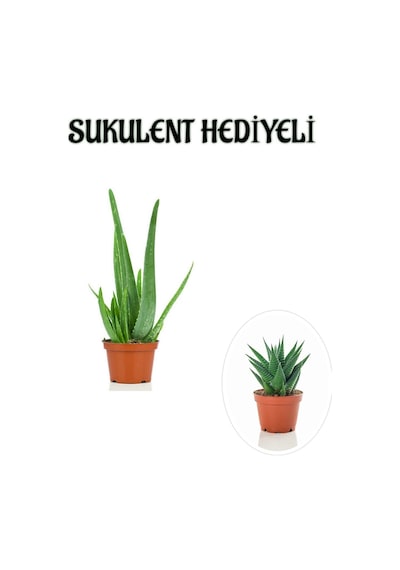 Parlak Dolgun Formlu Aleovera Bitkisi Sevgililer Gününe Özel Sukulent Hediyeli