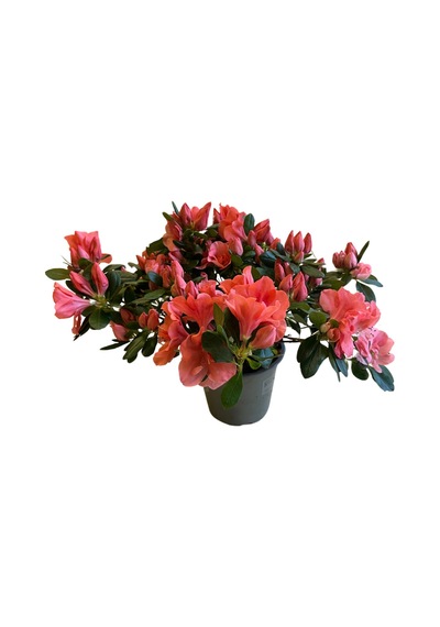 Rhododendron Indicum 'salmon' Açelya Çiçeği