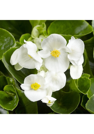 Begonya Begonia Beyaz Renk 30 Adet