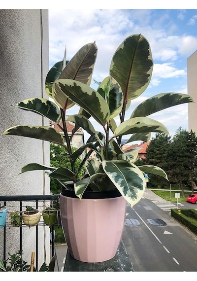 Alacalı Kauçuk –  Ficus Elastica Tineke 40-60 cm