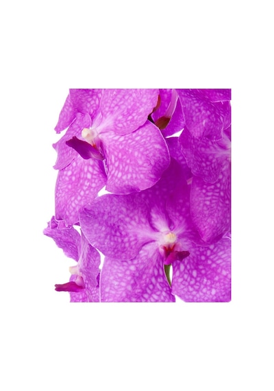 Vanda Nitaya 'candy Pink' Vanda Orkide