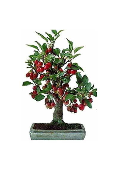 Kiraz Bonzai Ağacı Tohumu 5 Adet Bonsai Ağacı Tohumu