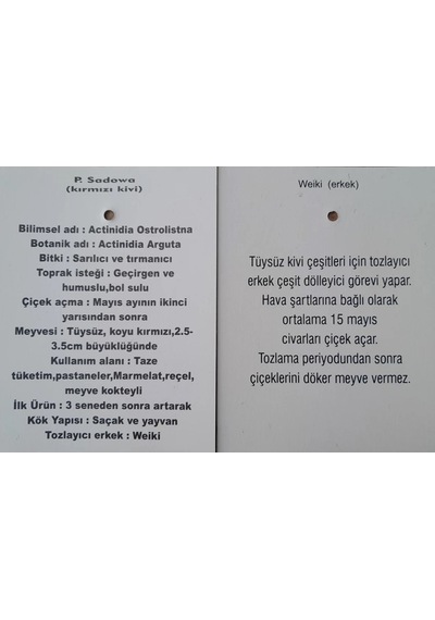 Beskivi Kırmızı Mini Kivi Sadowa Erkekli Dişili 2 Fidan