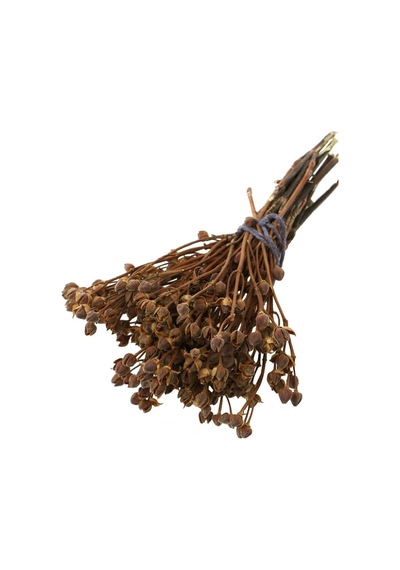 Yapay Çiçek Deposu Kuru Çiçek Yıldızcık Otu 20 Cm Naturel