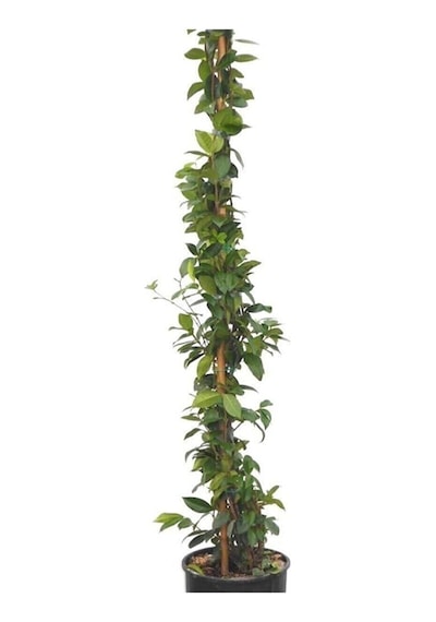 Saksıda Kokulu Arap Yasemini 50-70 Cm