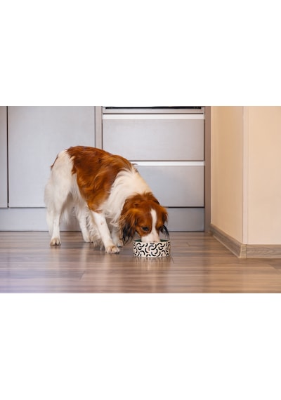 Beeztees Köpek Mama Su Kabı, Seramik, Yeşil Beyaz, 16cm, 800ml