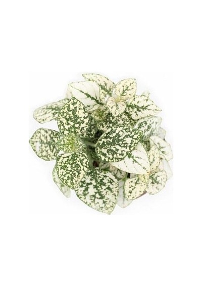 Hipoestes Phyllostachya Hostes Çiçeği Beyaz Yeşil Çilli Yaprak Çiçeği