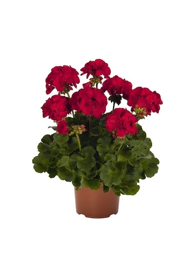 Koyu Kırmızı Sardunya Çiçeği Fidanı 10-20 Cm