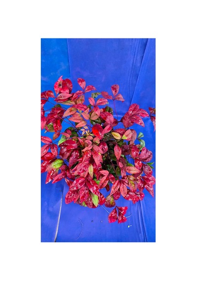 Bambu Nandina Dış Mekan