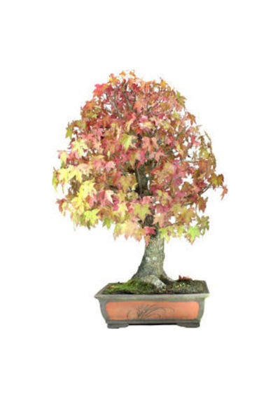 Ithal Liquidambar Bonzai Ağacı Tohumu Ekim Seti