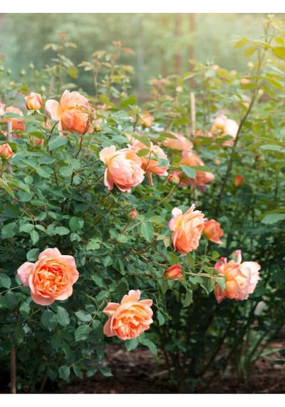 Yediveren Somon Rengi Kokulu 50 80 Cm Saksılı Aşılı Gül User Salmon Pink Rose