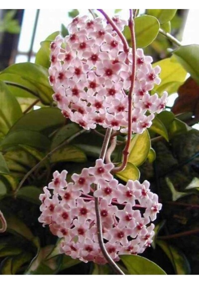 Serada Decor Plant Mum Çiçeği Fidanı 30 Cm Kokulu Pembe Renk