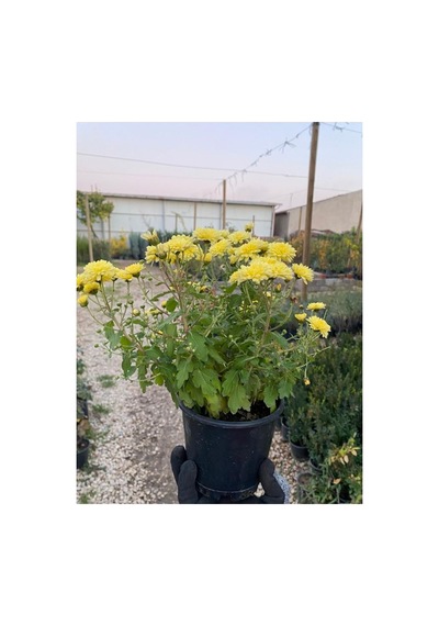 Buğday Sarısı Kasımpatı Krizantem Chrysanthemum Çiçeği 10-20 Cm