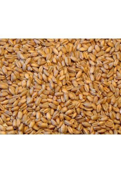 Buğday 5 Kg Tane Buğday Doğal Buğday Tavuk Güvercin  Yemi