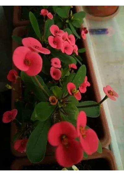 4 Adet Karışık Renk Dikenler Tacı Çiçeği Fidanı 20-30 Cm Saksılı Çiçekli Bodur Euphorbia