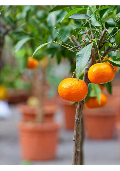 Videolu Tatlı Ve Sulu Mandalina Fidanı 150 200 Cm 1 Adet Saksılı/tüplü Citrus Reticulata