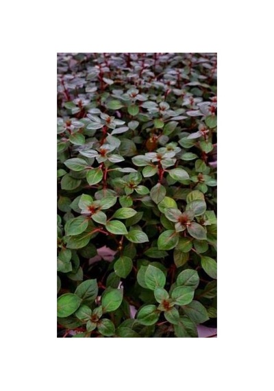 Ludwigia Repens Canlı Akvaryum Bitkisi, 5 Dal