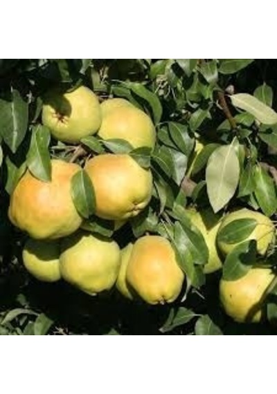 Deveci Armut Fidanı