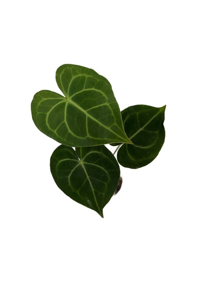 Anthurium Clarinervium Ø8,5 Cm 15-20 Cm
