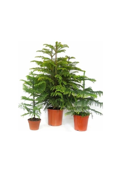 Arokarya Çamı Salon Çamı 80 Cm 2 Adet