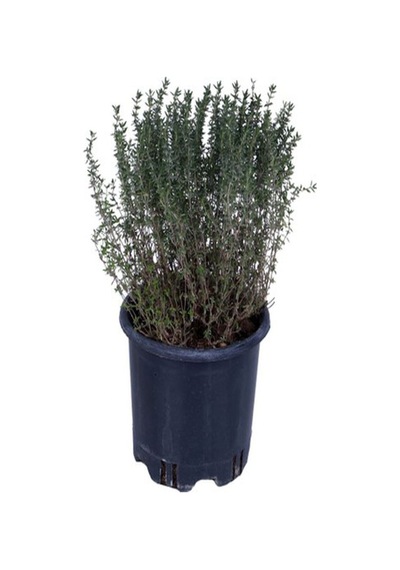 Videolu Keskin Kokulu 5 Adet Kekik Fidanı 20-30cm Saksılı Thyme