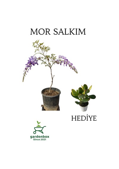 Mor Salkım Ağacı Fidanı Sarmaşık 1 Adet Saksılı 30-60cm+yeşim Para Çiçeği