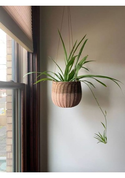 Videolu Kurdele Çiçeği 15 30 Cm 3 Adet Saksılı Ev/ofis Hediyelik Bitkisi Kalanchoe