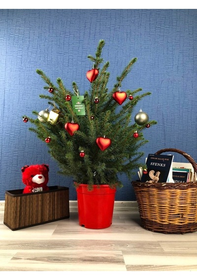 Gerçek Yılbaşı Ağacı Arokarya Araucaria 60-70 Cm Ev Bitkisi Ofis Bitkisi Salon Çamı