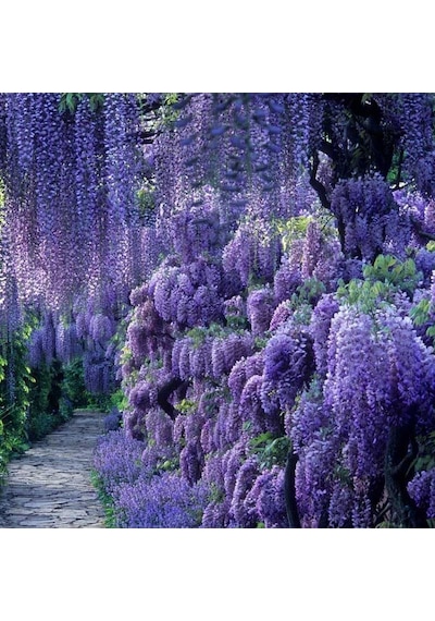 Tüplü Özel Üretim Yoğun Kokulu Wisteria Sinensis Mor Salkım Fidan