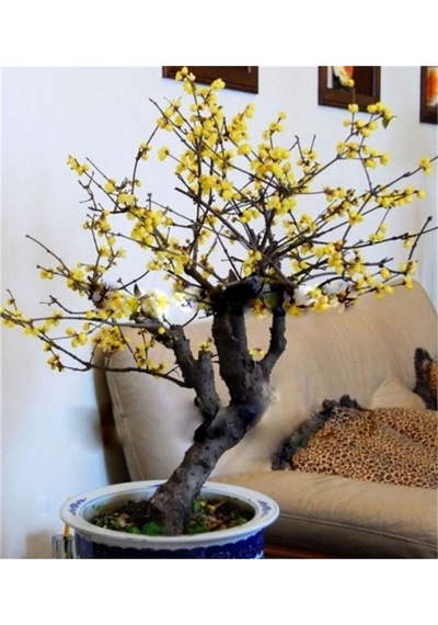 Nadir Ithal Bodur Sarı Üzüm Bonzai Ağacı Tohumu 5 Tohum Bonsai Tohumu