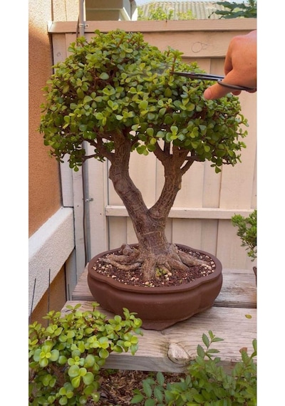 Dev Bonsai 22 Yaş