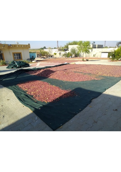 Zeytin Toplama Filesi - 4X8 M Yeşil