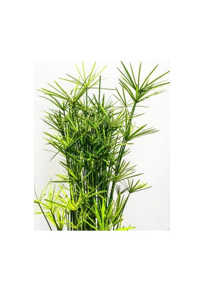 Salon Dekor Bitkisi Japon Şemsiyesi 1 Adet Saksıl 20-40 Cm Cyperus Alternifolius