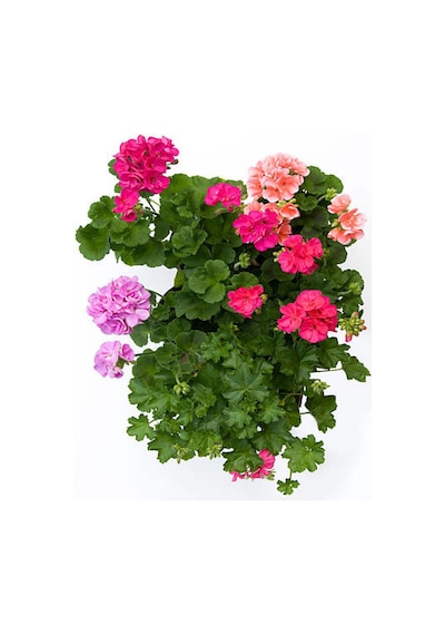 Videolu 3 Adet Karışık Renk Sakız Sardunya Çiçeği Saksılı Çiçekli Bodur Bitkiler Geranium