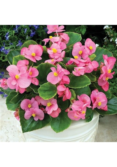 Begonya Begonia Pembe Renk 10 Adet