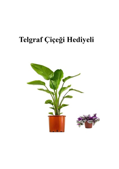 Hediyelik Starliçe Cennet Çiçeği Bitkisi Sevgililer Gününe Özel Telgraf Hediyeli