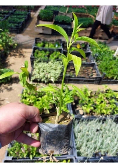 Videolu Melisa Çiçeği Fidanı Parfüm Çiçeği 15-30 Cm Tüplü Dış Mekan Ağaçları Cestrum Nocturnum
