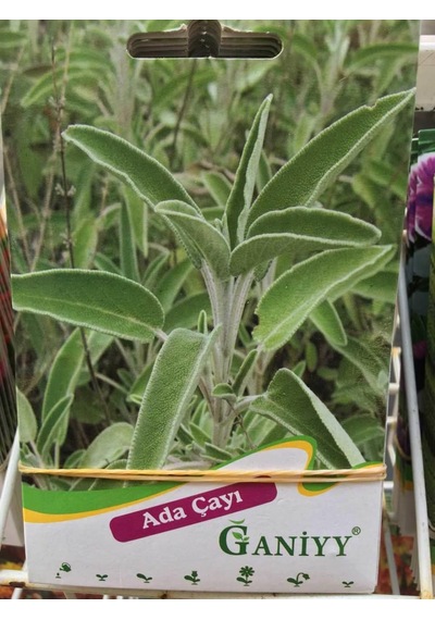 Ganiyy Ada Çayı Tohumu