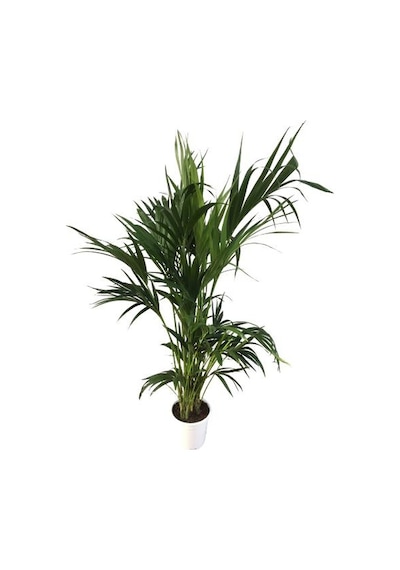 Howea Forsteriana Kentia Palmiyesi İthal 24cm Ø H:180