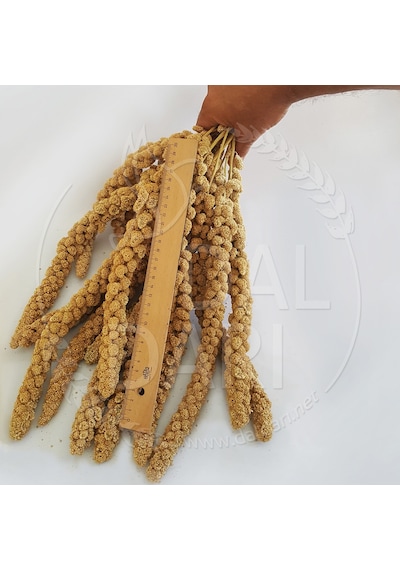 Dal Darı Net Beyaz Dal Darı 1 KG
