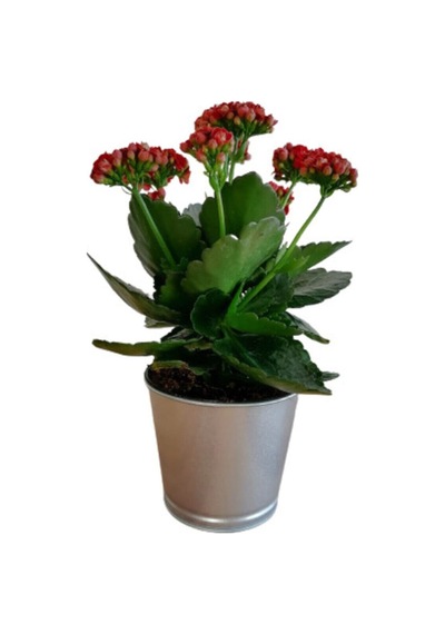 Çok Avantajlı Kalanchoe - Kalanşo Çiçeği Kırmızı Çiçekli