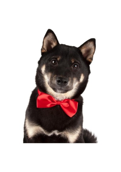 Show Tech Kedi Köpek Renkli Papyon Aksesuar 10 Adetli Paket